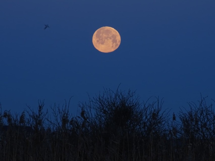 Wielki księżyc nad Międzyrzeczem. 30 grudnia świecił jak...