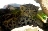 Krakowskie zoo: pantera śnieżna pokazała swoje młode [ZDJĘCIA]