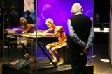 Wystawa Body Worlds we Wrocławiu. Zobaczcie zdjęcia [GALERIA]