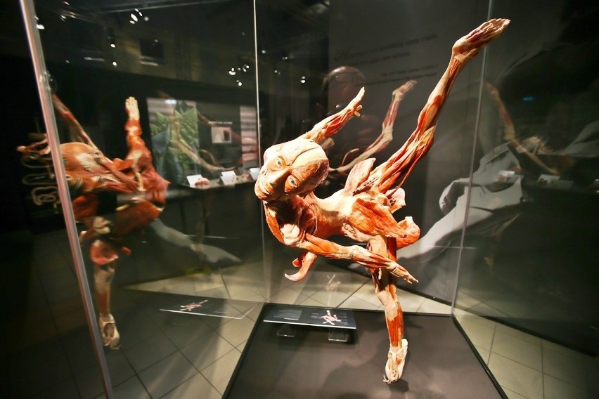 Wystawa Body Worlds