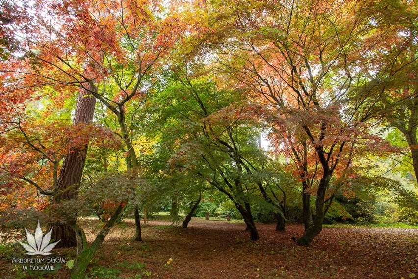 Jesienny wypad w Łódzkiem. Najpiękniejsze widoki są teraz w Arboretum w Rogowie [ZDJĘCIA]