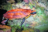 ZEBRA przedstawia aktywnego żółwia o czerwonej głowie