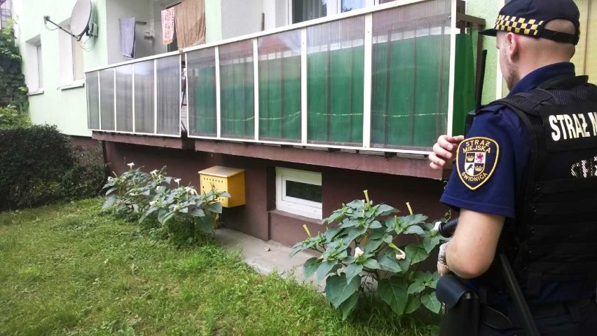 Trujące rośliny pod balkonem. Na prośbę mieszkańców zostały wycięte