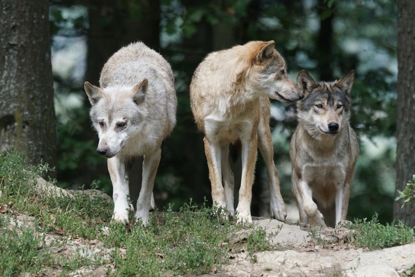 Potwierdzono, że w okolicy Tarnowa bytują trzy wilki