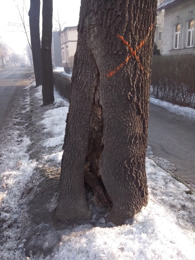 Jeszcze przed rozpoczęciem okresu lęgowego zostanie z pasów drogowych przy ulicy Wojska Polskiego usuniętych siedem drzew.