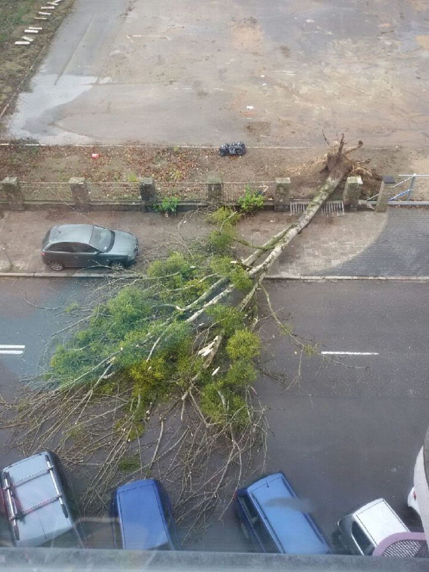 Silny wiatr w Szczecinie. Przewraca drzewa, niszczy płoty [wideo, zdjęcia]