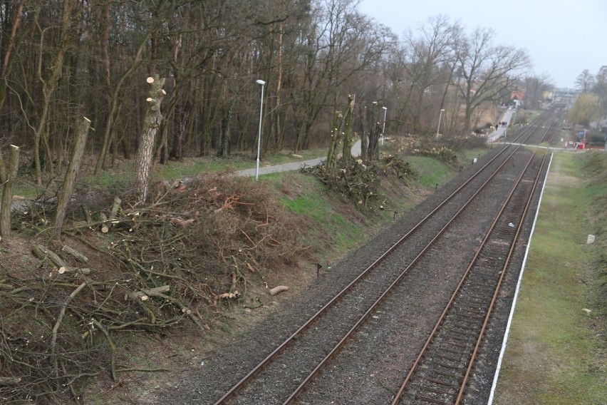 Ruszyła wycinka drzew wzdłuż linii kolejowej z Wolsztyna do Zbąszynka