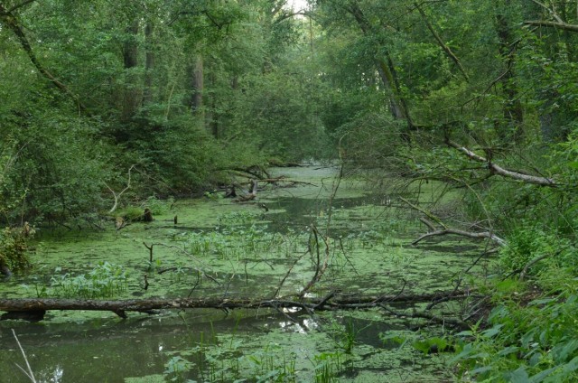 Rezerwat obejmuje starorzecza strumienia Krzywula lub Dozyna