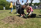 Tarnów. Na terenie kampusu tarnowskiej PWSZ zasadzono drzewo tlenowe. To inicjatywa Nieformalnej Grupy Tarnowskiej [ZDJĘCIA]
