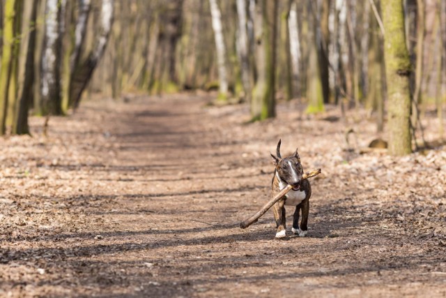 Park leśny to idealne miejsce na piknik, ognisko czy grilla. Na wielu polanach znajdują się ławki i śmietniki. Teren jest położony tuż przy wejściu do lasu, dlatego park Młociński wydaje się idealnym miejscem na odpoczynek.

Na zdjęciu pies Artura Szpilki - Cycu - na spacerze w parku Młocińskim