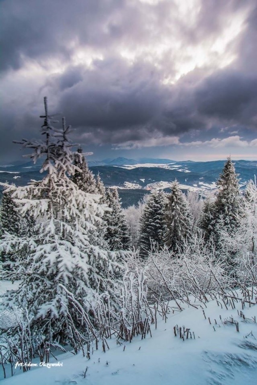 Widok na Tatry z Jaworzyny Krynickiej