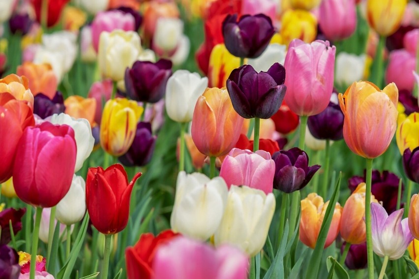 Tulipany to też bogactwo kolorów oraz kształtu kwiatów....