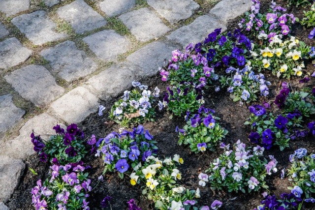 Jaka pogoda na Pomorzu w piątek 22.03.2019? Prawdziwa wiosna!