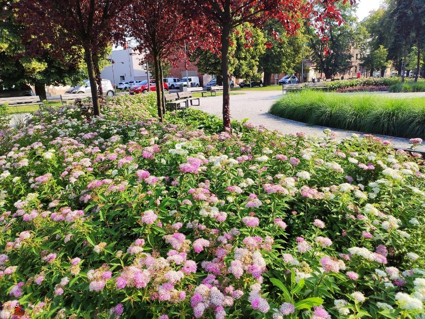 Kościan. Lipcowy, pełen kwiatów Plac Wolności