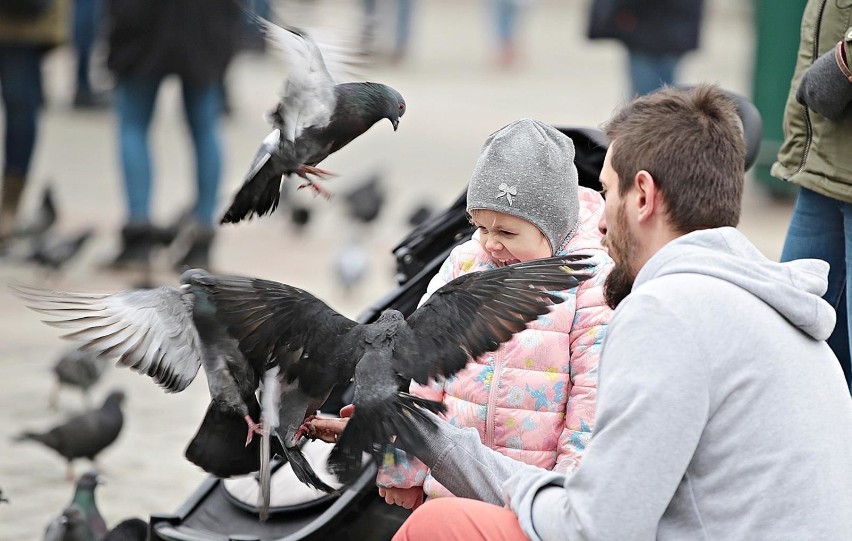 Gołębie w Krakowie. Wizytówka miasta czy "latające szczury"?