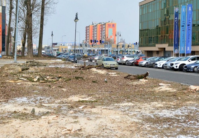 Przebudowa placu Jagiellońskiego w Radomiu. Zaczęła się już wycinka drzew.