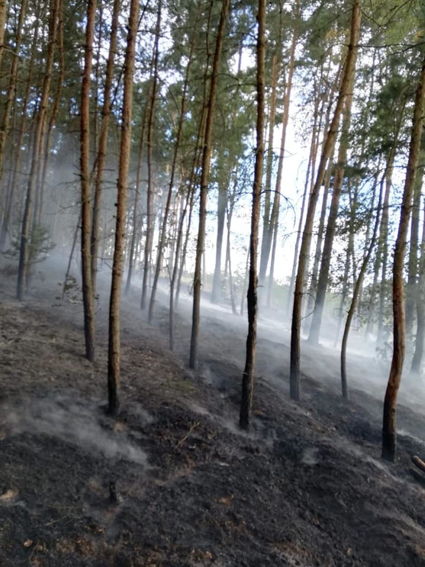 Pożar lasu w Łężcach