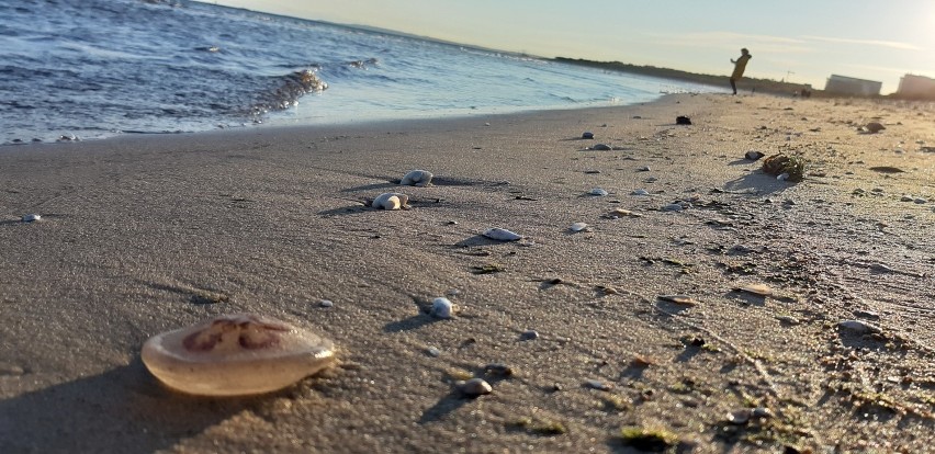 Świnoujście - zobacz, co morze wyrzuciło po sztormie. Można obejrzeć i powąchać. Dużo zdjęć i film z plaży!