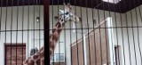 Judyta z wywalonym jęzorem to ostatnia żyrafa, która dojechała do łódzkiego ZOO [wideo]