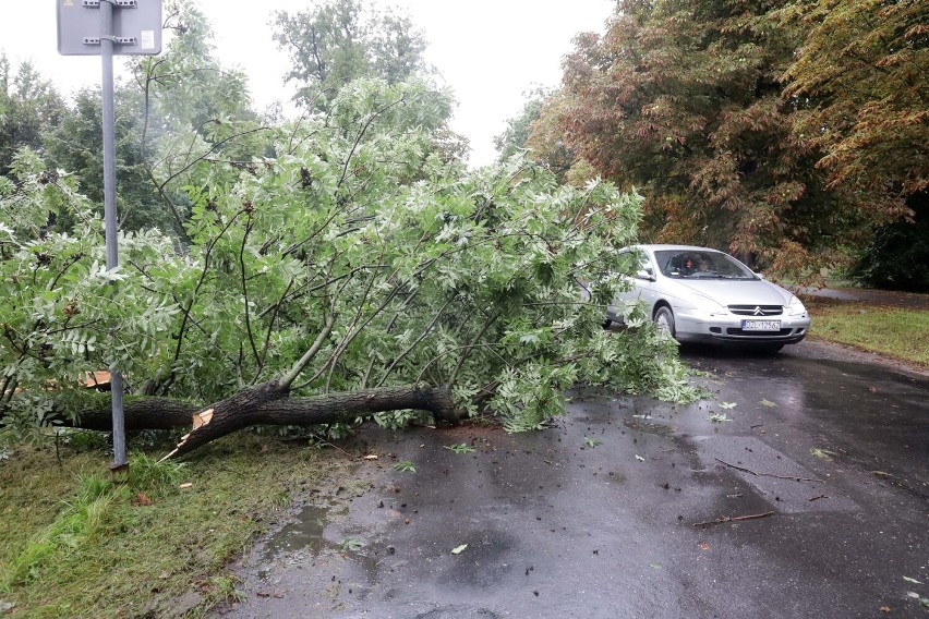 Powalone drzewo blokowało ulicę Powstańców Śląskich w Legnicy, zdjęcia