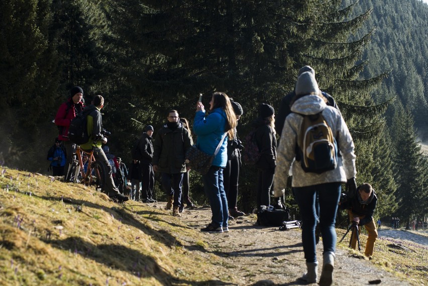 Krokusowe szaleństwo. Tłumy, mandaty i oświadczyny [ZDJĘCIA]