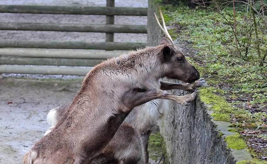 Wiosna w krakowskim zoo [ZDJĘCIA]