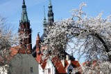 Kwitnąca Legnica, zobaczcie zdjęcia jak zaczyna się odradzać przyroda w mieście