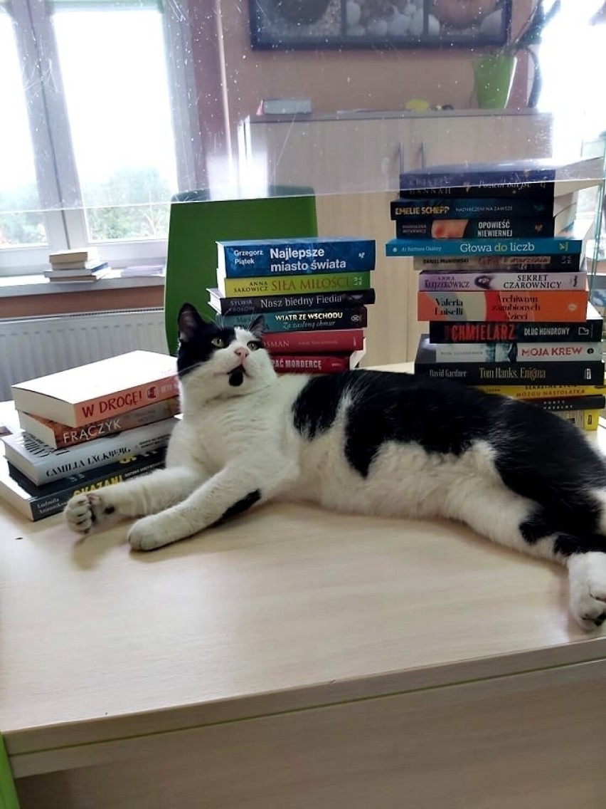 Do biblioteki przybłąkał się Kot o imieniu Przecinek i...
