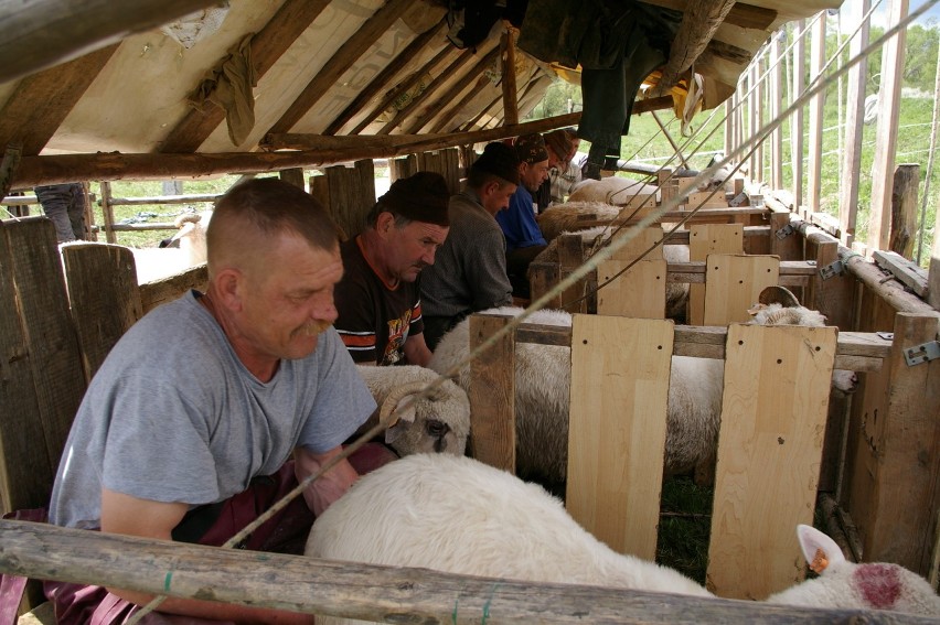 Bacowie spędzą 2000 owiec do Nowego Targu za miesiąc