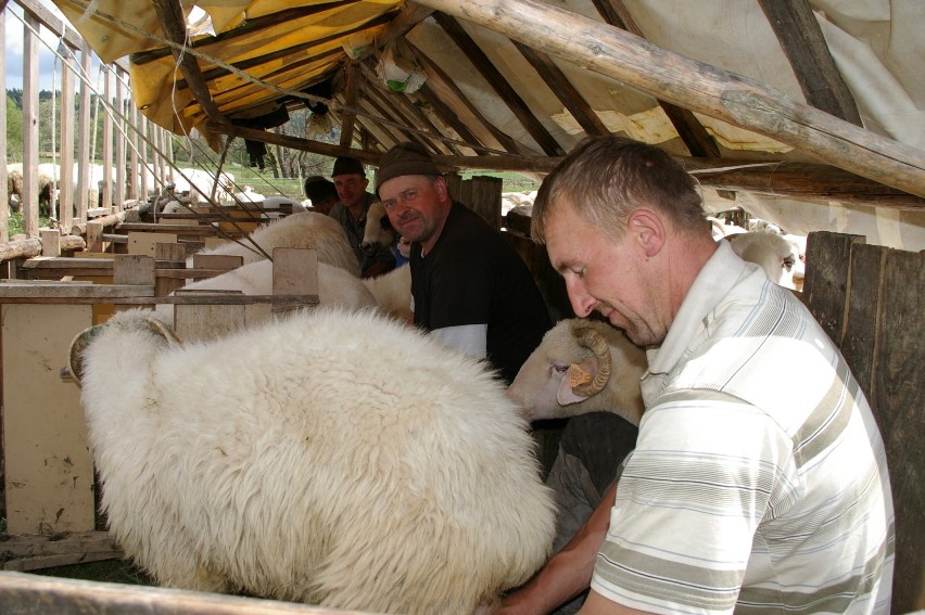 Bacowie spędzą 2000 owiec do Nowego Targu za miesiąc