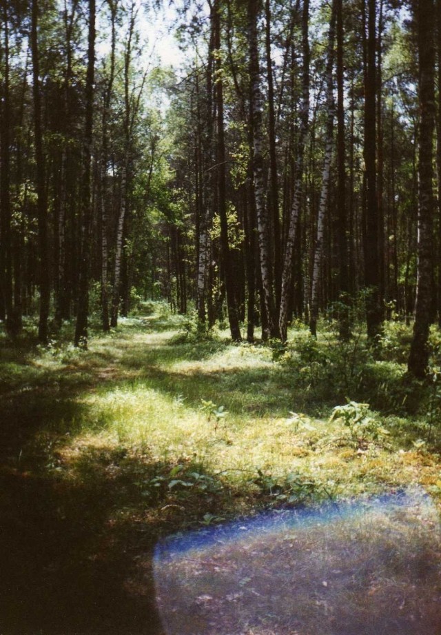 Las brzozowy w letnie południe. Gorąco, ale leśna ścieżka zachęca do dalszej wędr&oacute;wki... Fot. Ewa Łazowska