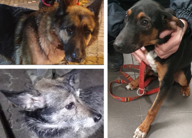 Te psy znaleźli strażnicy miejscy w ostatnim tygodniu  stycznia w Bydgoszczy.

Zobaczcie zdjęcia znalezionych psów. Może znacie ich właścicieli? >>>