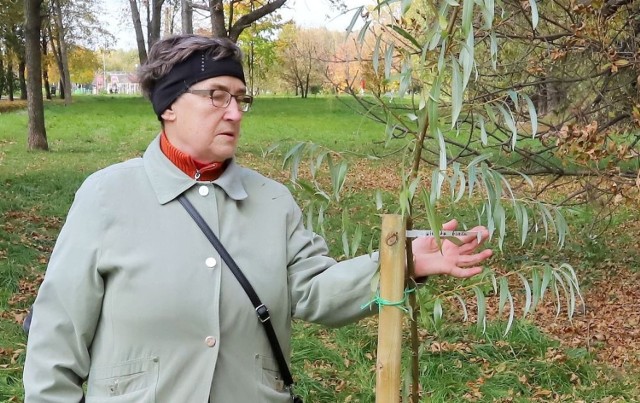 Jadwiga Konotowska ze Stowarzyszenia Radomskie drzewa stoi przy Wierzbie białej z własnej plantacji, która będzie rosła na skwerze edukacyjnym.