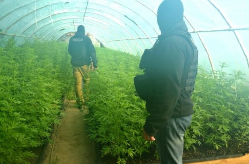 Policjanci z Szamotuł zlikwidowali plantację marihuany