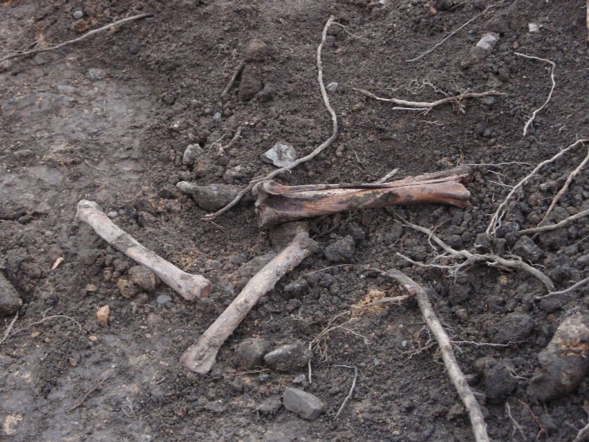Ludzkie kości znalezione na placu budowy w Chorzowie [ZDJĘCIA]