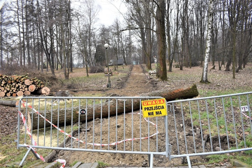 Budowa parku rozpoczęła się od wycinki części starych i...