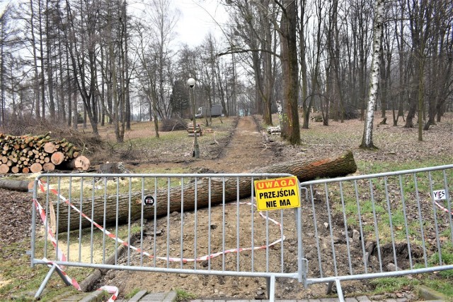 Budowa parku rozpoczęła się od wycinki części starych i połamanych drzew
