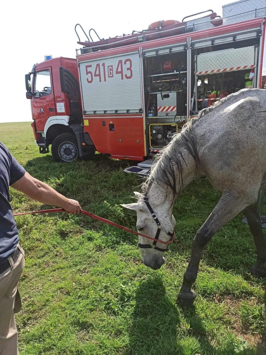 Strażacy dostali zgłoszenie o wpadnięciu konia do stawu w...