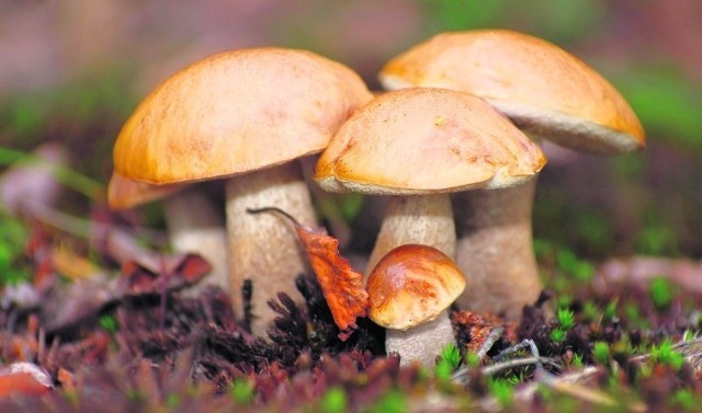 W rozpoznaniu grzybów pomoże sanepid