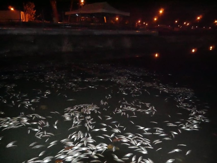 Tysiące martwych ryb w Zalewie Nowohuckim. Co się stało?