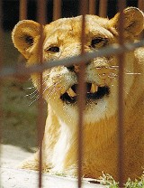 W gdańskim zoo powstanie pawilon i wybieg dla lwów. W Oliwie będzie hodowla tych zwierząt