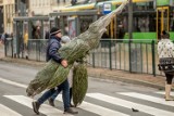 Chcesz posadzić na mieście poświąteczną choinkę? Nie rób tego na własną rękę!