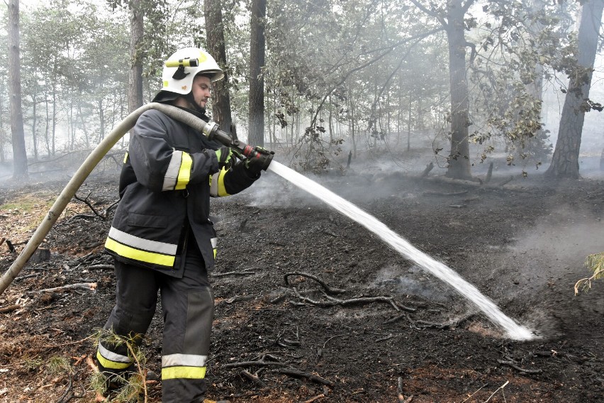 Uwaga! Wysokie zagrożenie pożarowe w lasach. Leśnicy radzą, jak zachowywać się w czasie ekstremalnych upałów