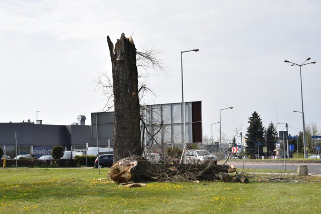 Uszkodzone drzewo przy Lwowskiej w Tarnowie