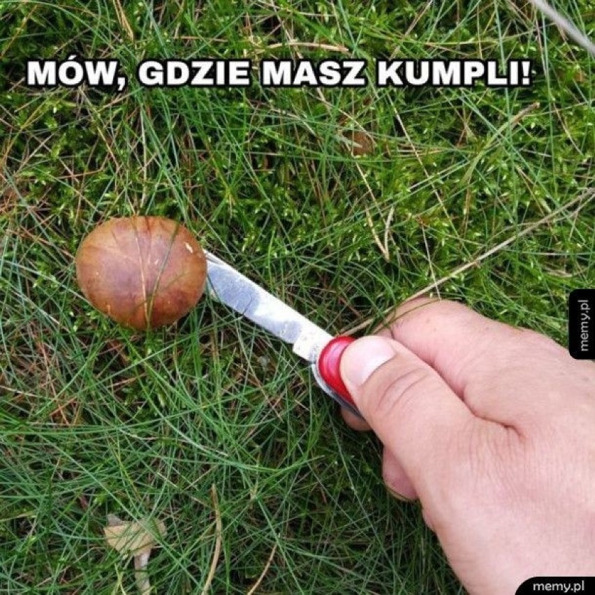 MEMY o grzybiarzach! Grzybobranie na wesoło.