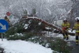 Braki prądu i powalone drzewa na Sądecczyźnie. Strażacy ciągle wyjeżdżają do akcji. Wieczorem na drogach będzie gołoledź 