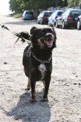 Schronisko dla zwierząt w Starogardzie: Adoptuj psa ZDJĘCIA