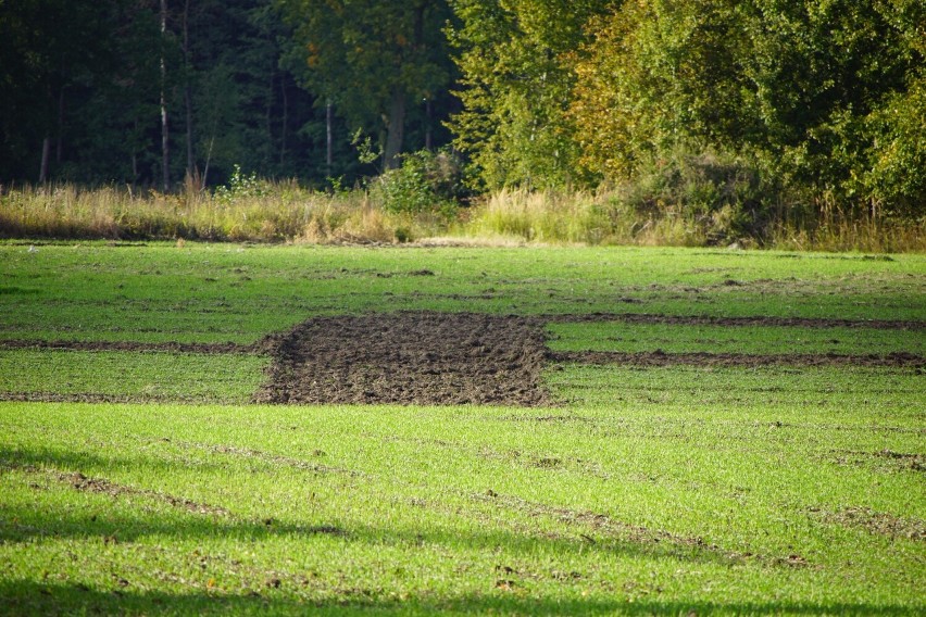 Ogromna swastyka na polu niedaleko Sławna. Sprawą zajęła się policja [zdjęcia]