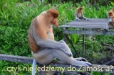 Nosacze w zamojskim zoo to pragnienie internautów. Czy jest szansa na przyjazd małp? 