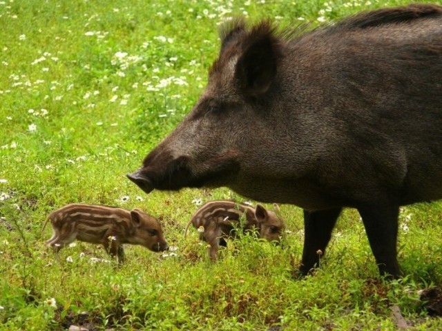 Od początku roku w całym województwie opolskim stwierdzono 39 ognisk afrykańskiego pomoru świń.